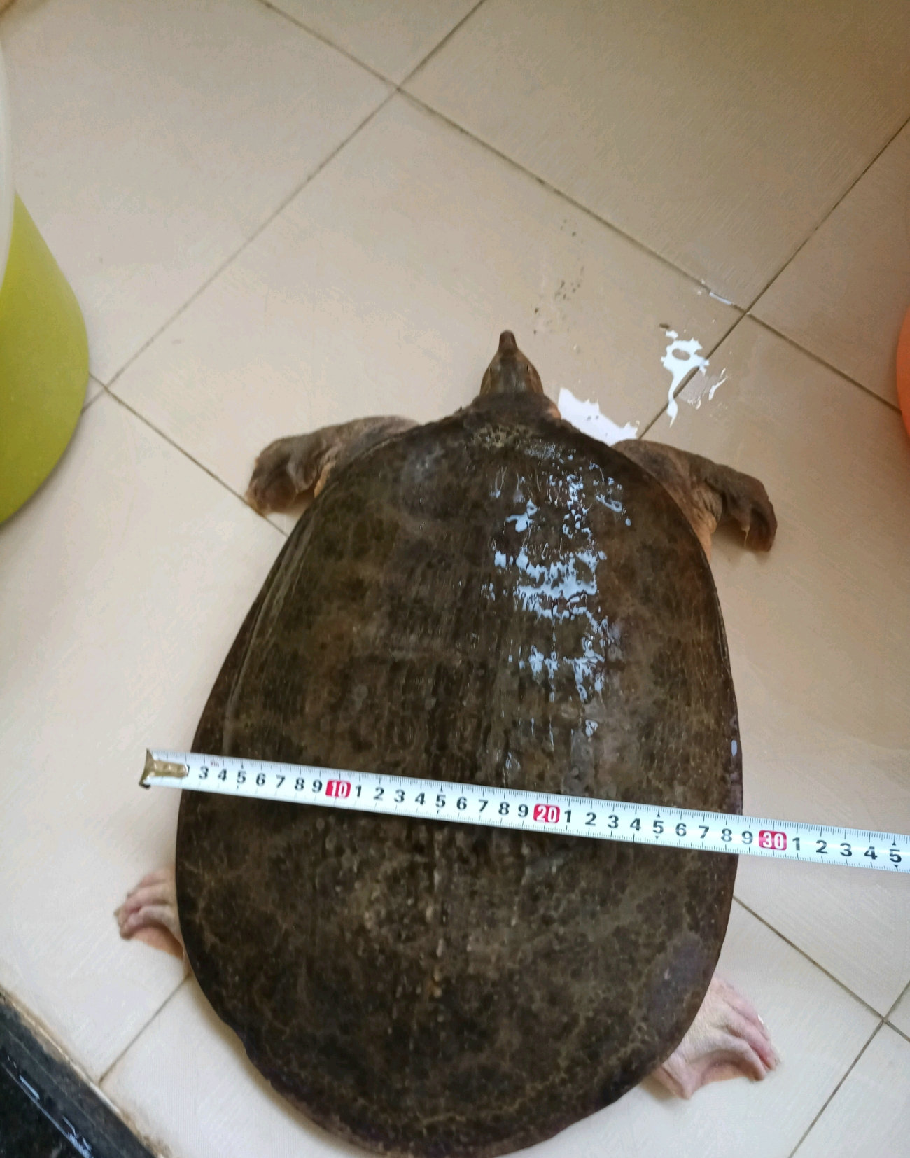 钓友钓鳖,野钓钓到野生老鳖