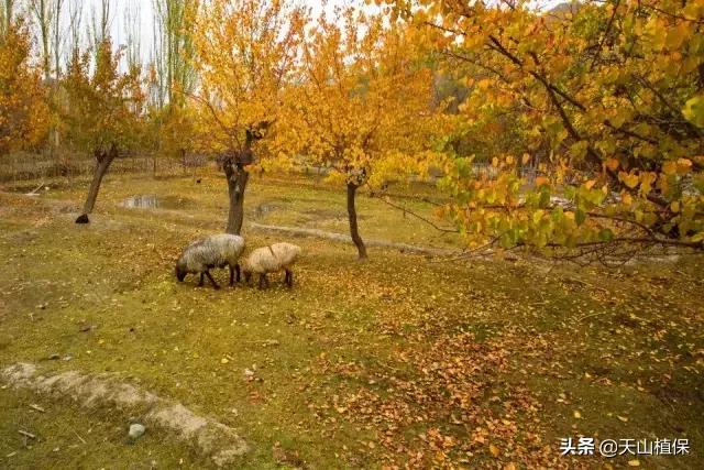 *疆新**克州,向全世界发出邀请!即将涌来大批人马