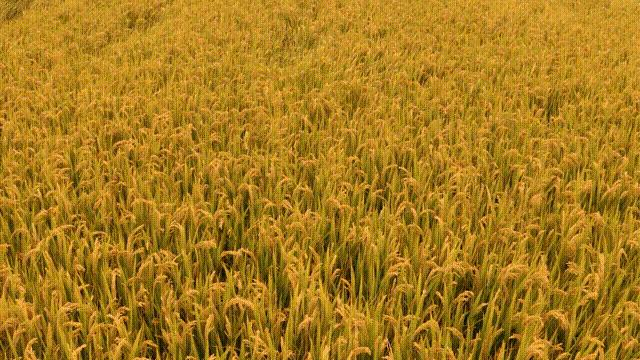 昆山限时特卖会,昆山大润发抢购