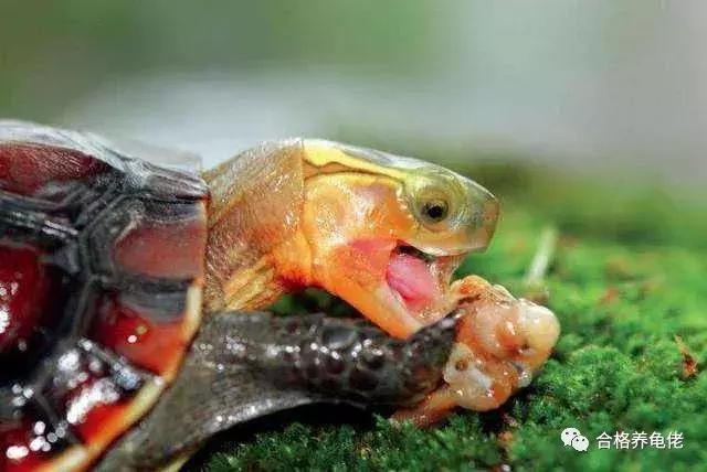 小青龟腐皮浮水能自愈吗,龟浮水的原因和治疗方法