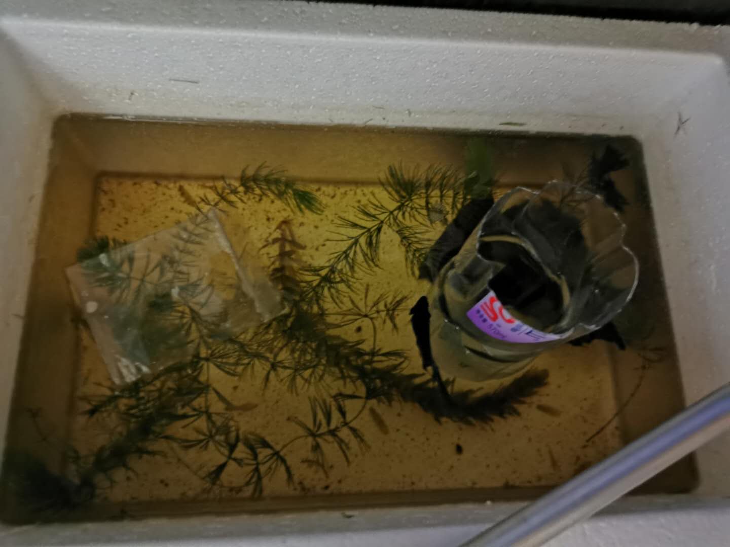 斗鱼孵出来了掉水咋办,斗鱼下鱼籽怎么孵出小鱼