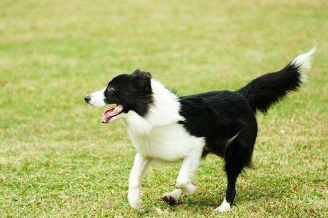 被狗追狗主人还骂人怎么报警,假如被狗狗追会怎么办呢