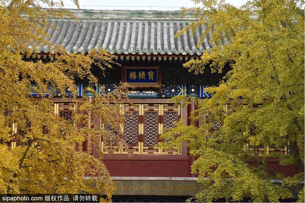 17处京城绝美银杏观赏点，看看有没有家门口的？