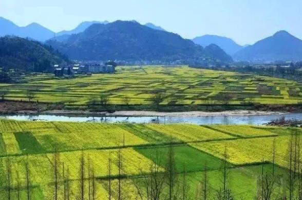 春暖花开的季节我和你如期相约,醉美开化油菜花