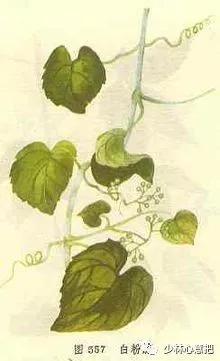 中药药材大全及功效,补肾中药大全及功效