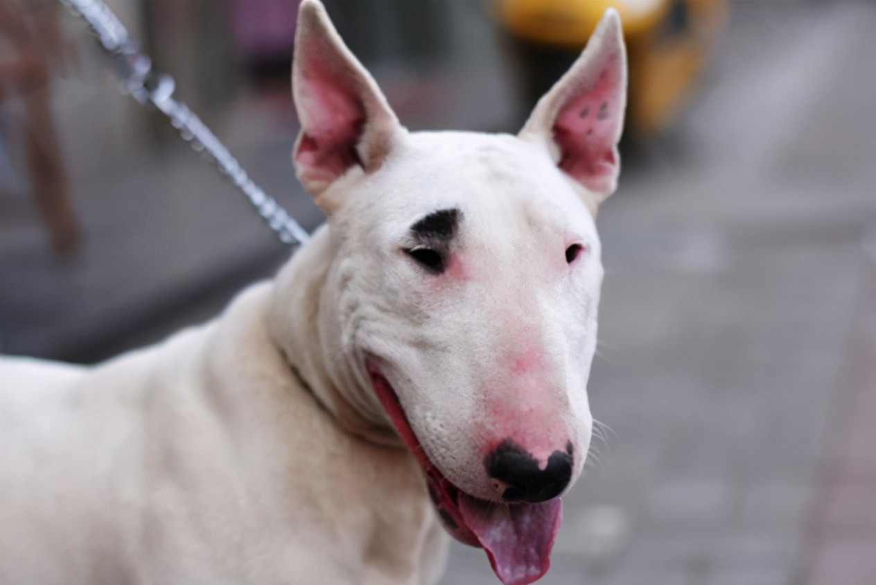 长得特别丑的狗叫什么,哪几种是又可爱又永远长不大的狗