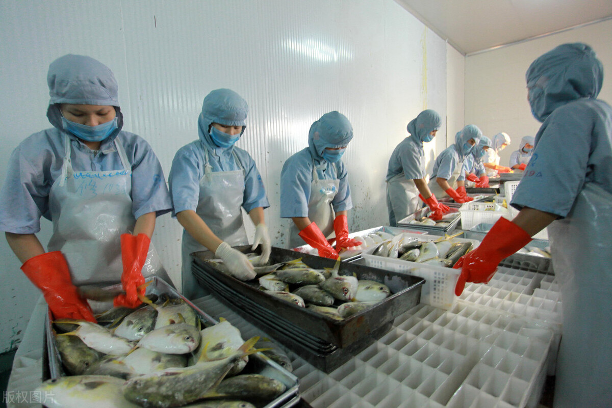 脆肉罗非鱼去刺,罗非鱼性价比最高的鱼