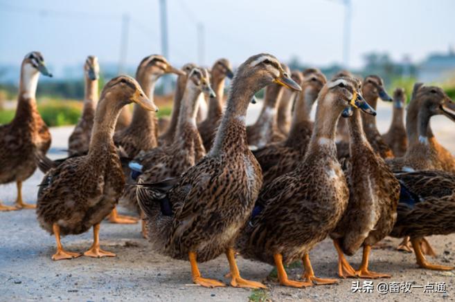 鸭副粘病毒症状图谱,鸭副粘病毒病和鸭瘟
