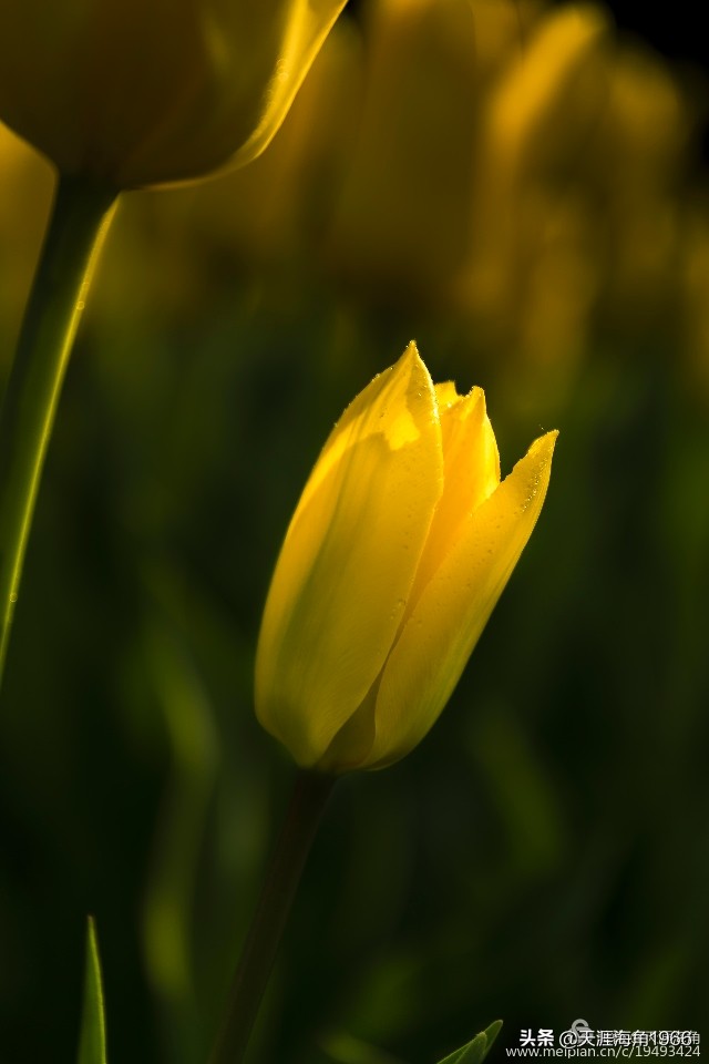 郁金香花语可以送给女朋友吗,郁金香花语的诗句