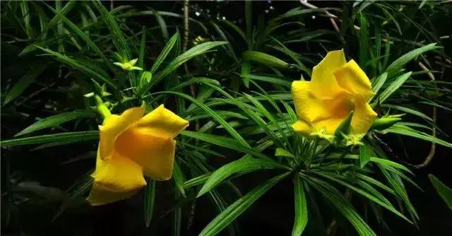 身边常见花卉识别,身边常见的树有哪些