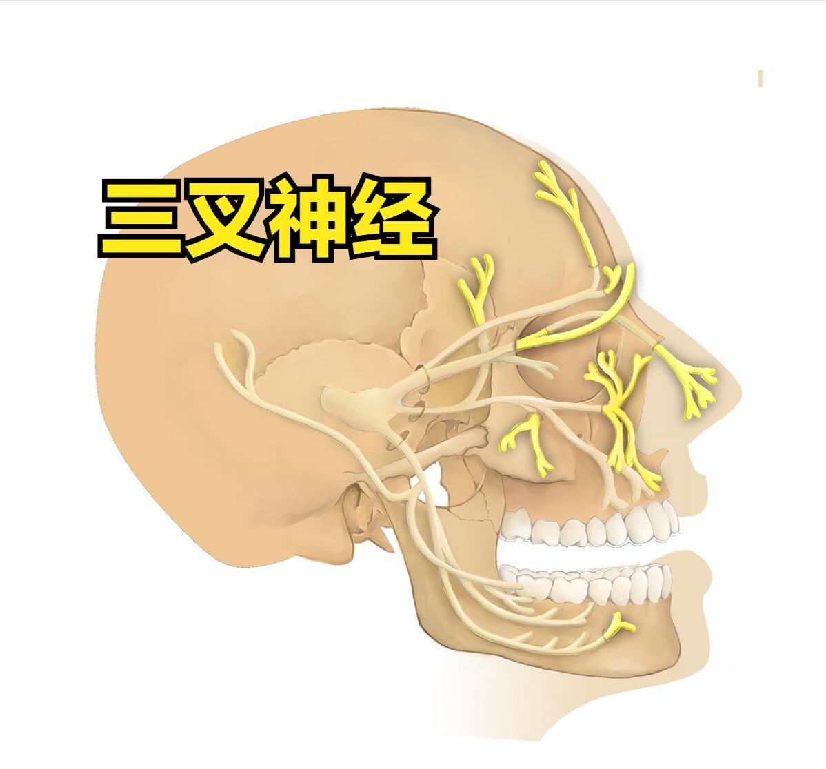 38岁女子，右脸放电剧烈疼痛3年，医生：神经被血管压坏了