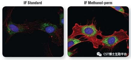 免疫荧光技术的优缺点,免疫荧光一抗二抗稀释比例