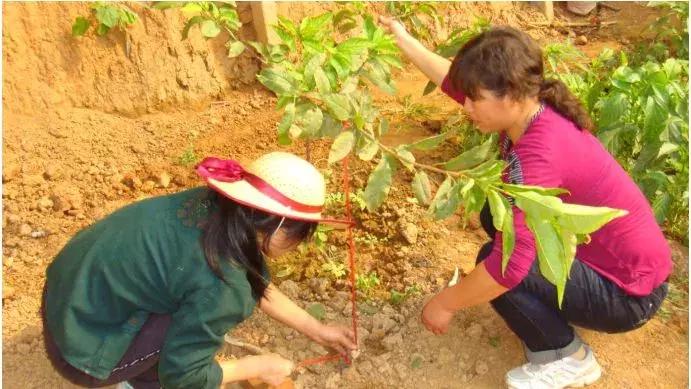 樱桃树的栽培和管理,樱桃树全年管理详细讲解