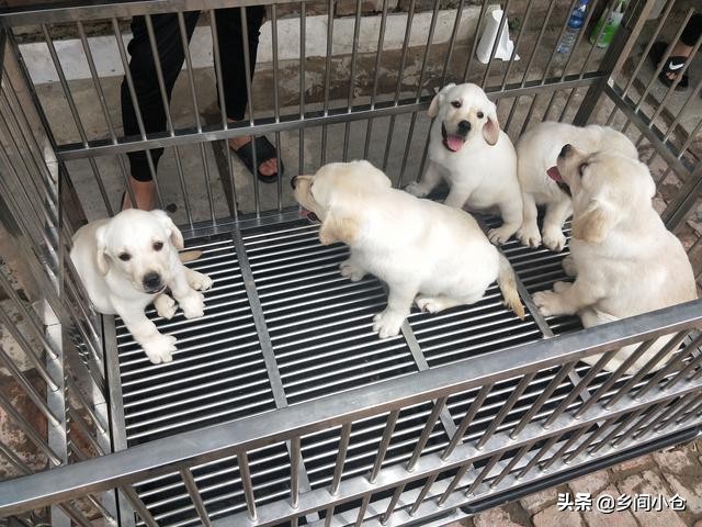 开封狗品种大全,开封狗市是中国最大的吗