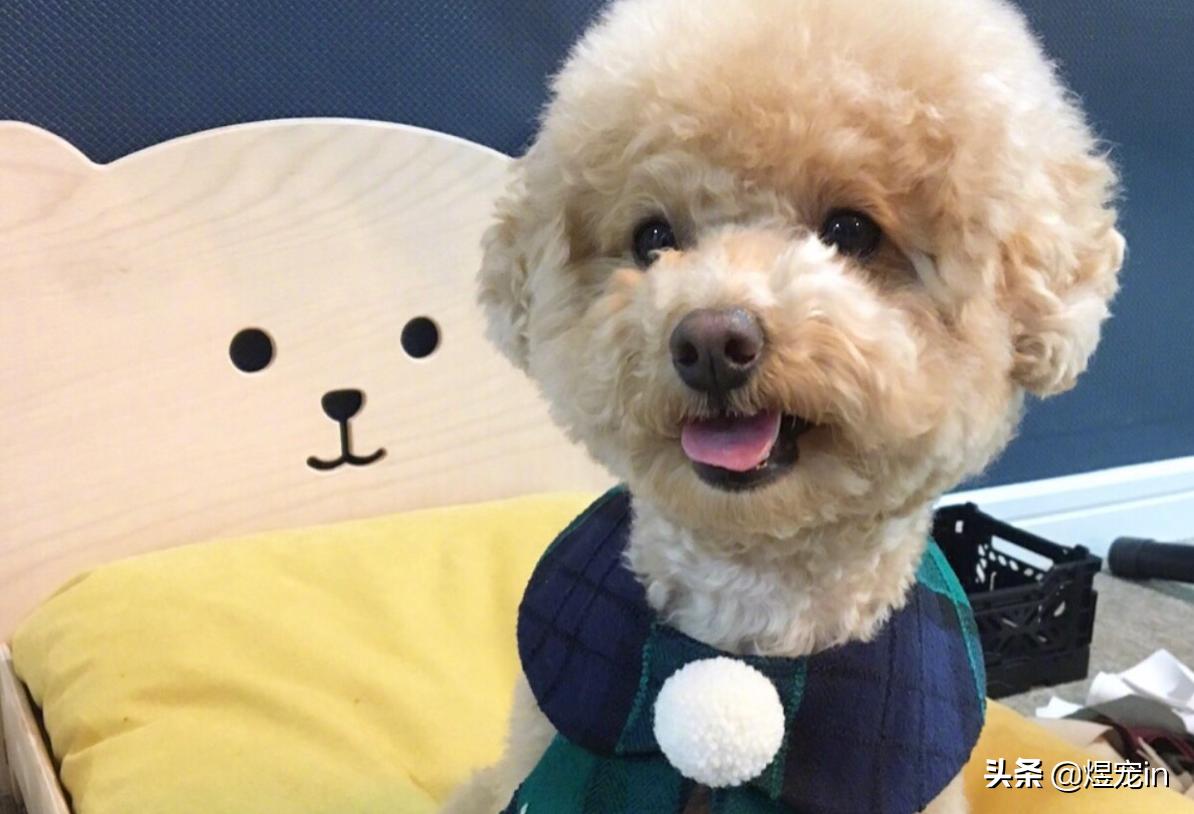 泰迪的便便怎么才算正常,正常的泰迪便便