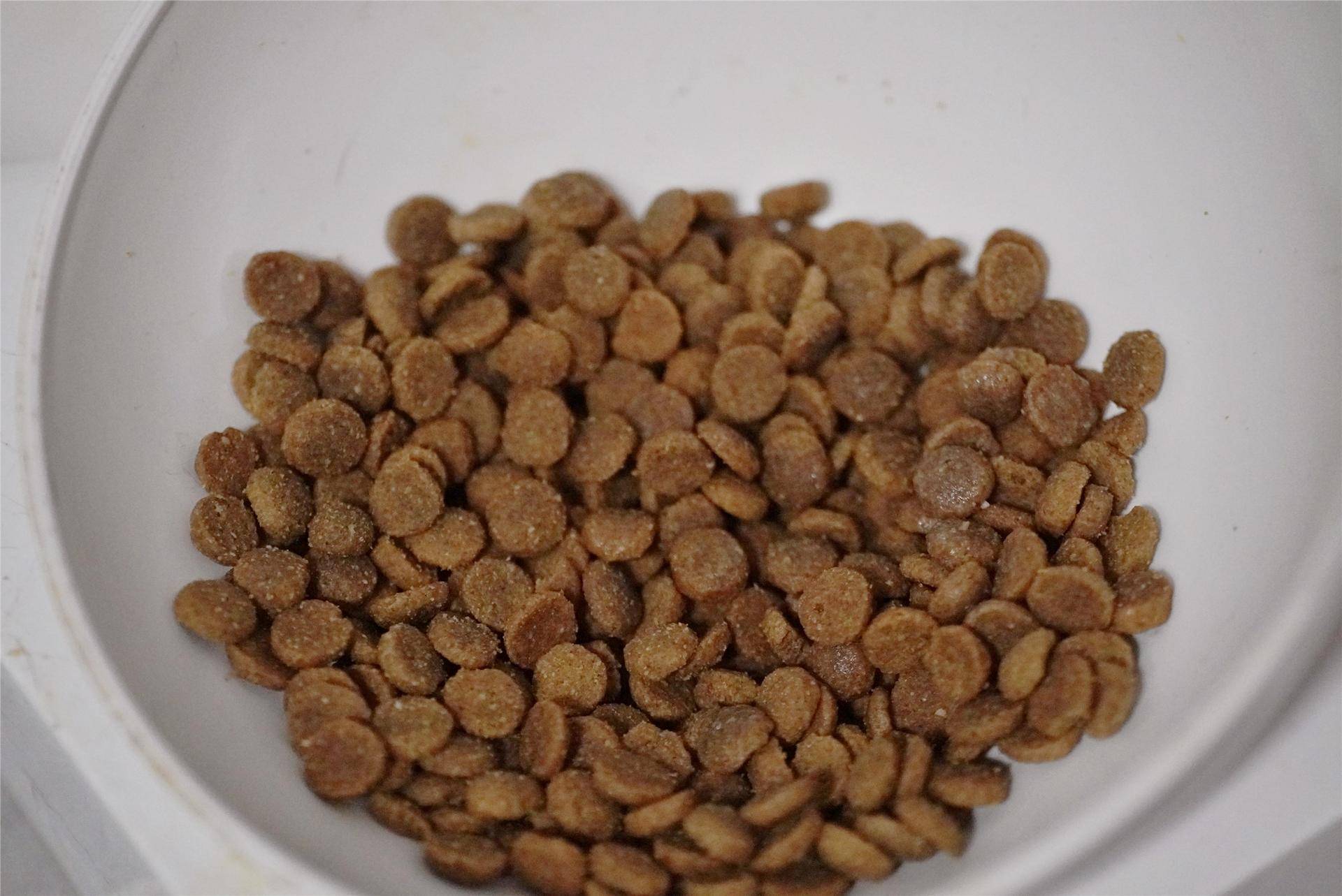 猫主子的猫砂怎么选,喵星人的食物有哪些