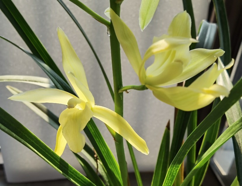 香味浓又勤花的兰花,兰花经典精品欣赏