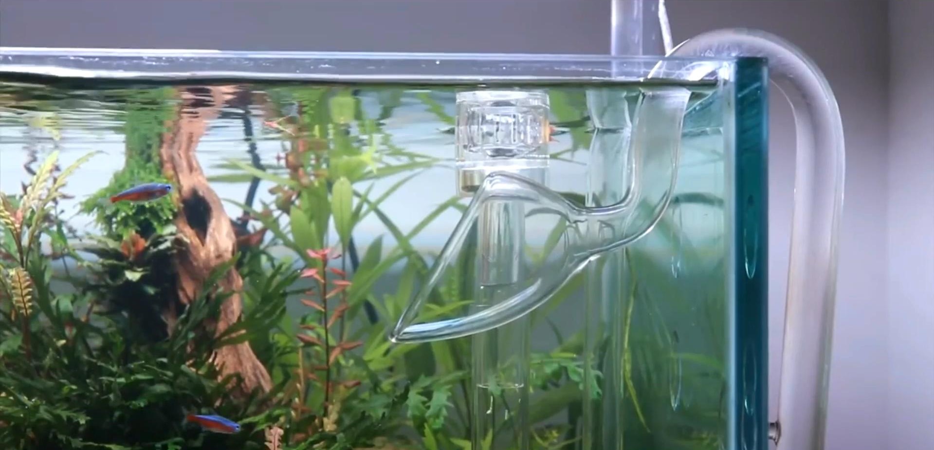 沉木草缸入门造景,50厘米草缸入门造景