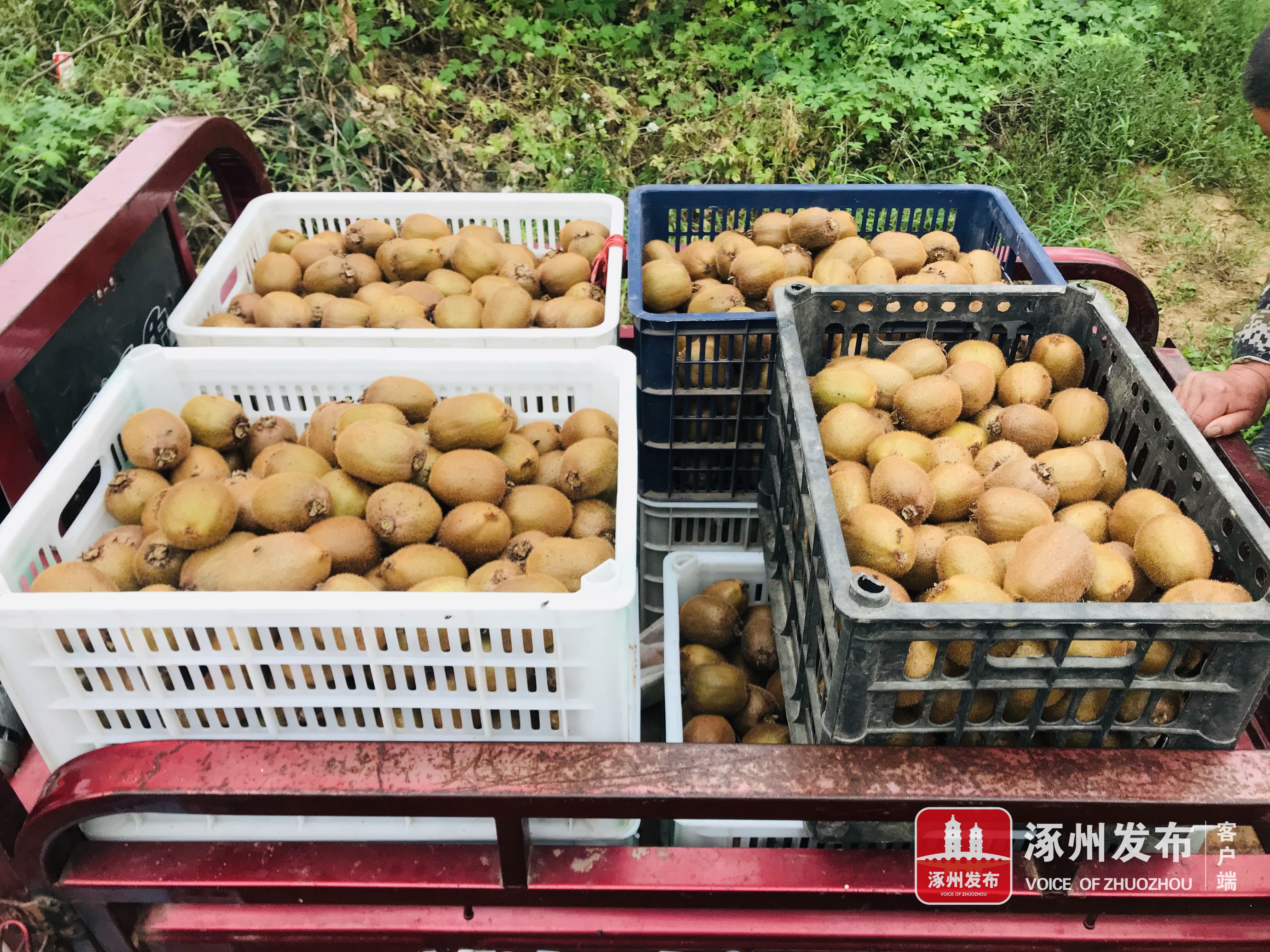 甜甜猕猴桃视频,陕西眉县猕猴桃酸甜刚刚好