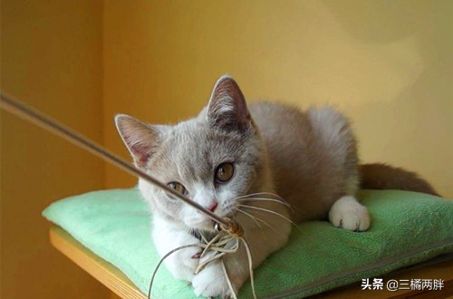 奇妙猫咪世界里猫咪怎么变少了,奇妙猫咪物语闹猫