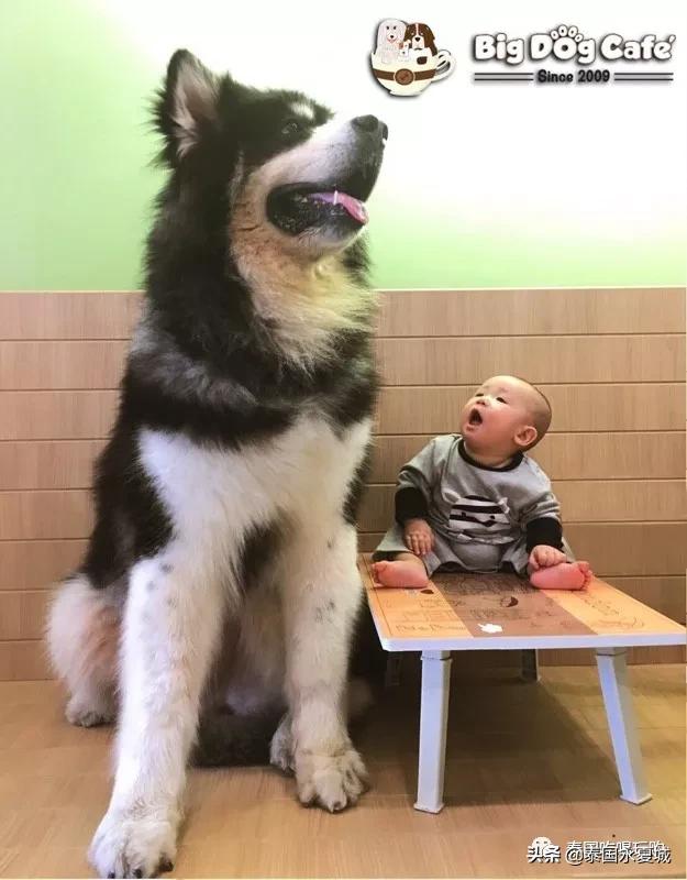 曼谷BigDogCafe|想把每一只狗狗偷偷打包带回家！