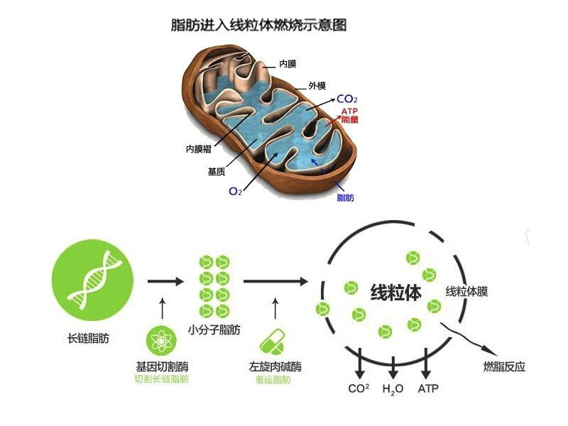 减肥吃左旋肉碱安全吗,减肥吃左旋肉碱有用吗