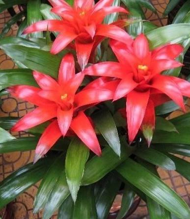 小苏打养花防烂根,小苏打养花方法花叶子发黄怎么办