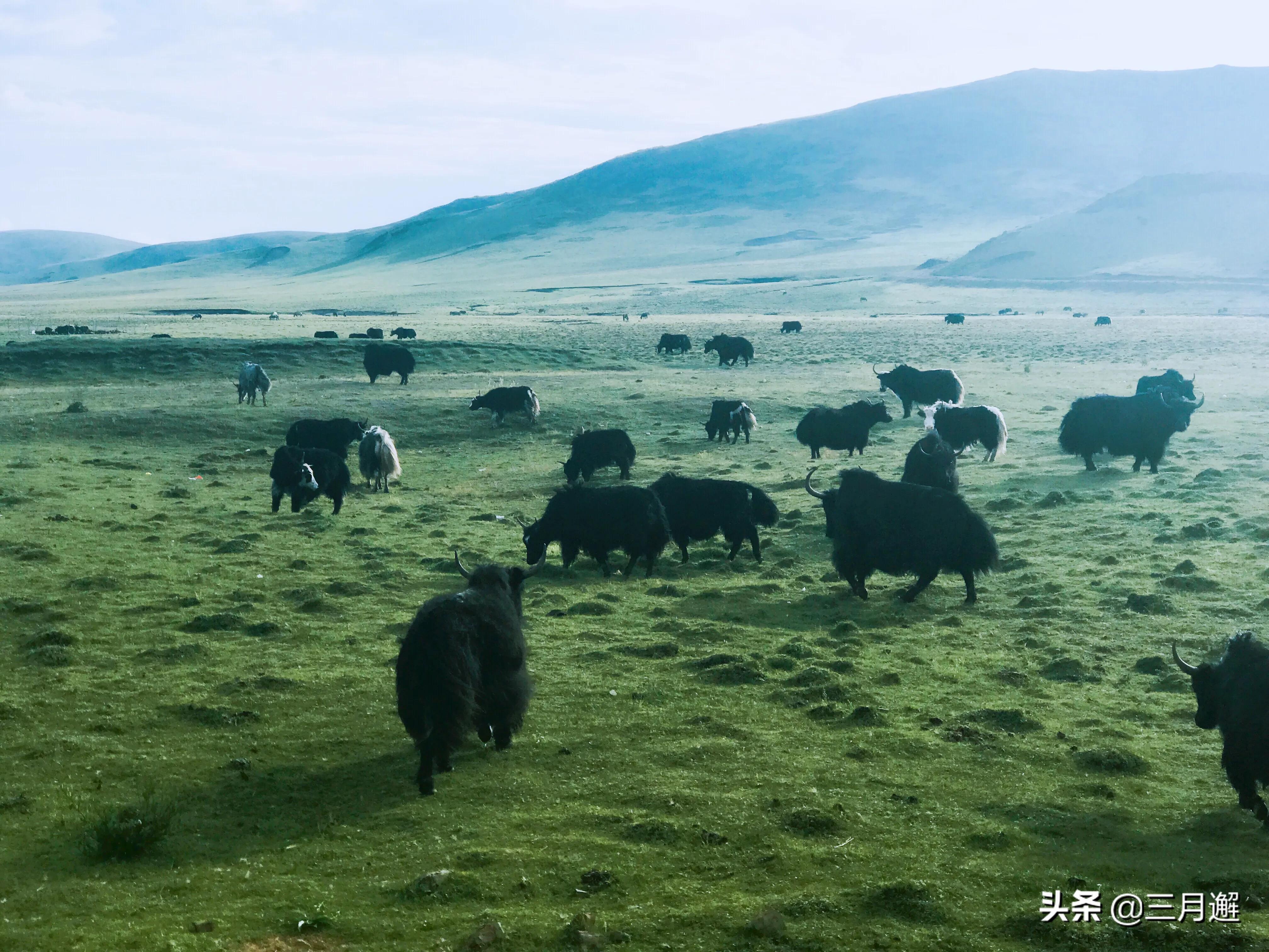 下雨天的若尔盖能去吗,阴雨天的若尔盖花湖