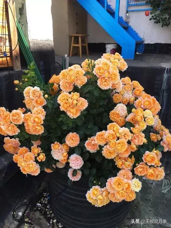 露台打造花海,她用10年改造庭院