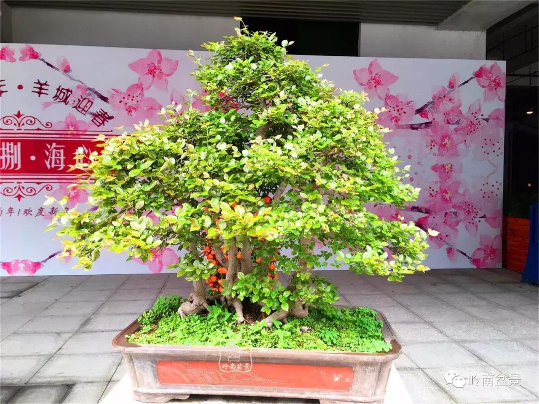 造型极美的盆景一起来欣赏,一组风吹出来的盆景欣赏动感十足