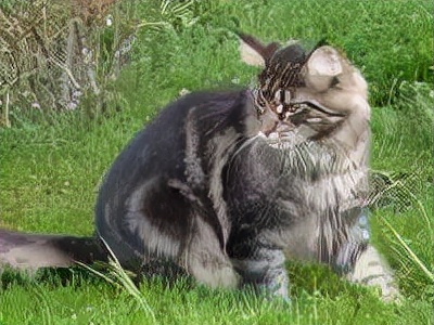 长着胡子的猫咪什么品种,有胡子的猫咪是哪种猫