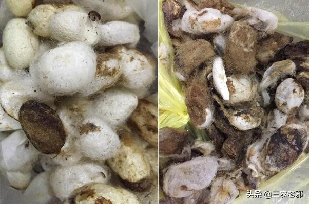 家蚕脓病用什么药治疗有效果,蚕血液性脓病最佳治疗方法