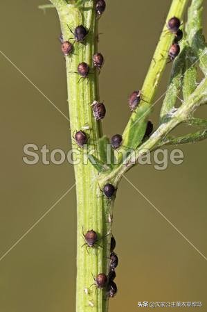 种植薰衣草可以防苍蝇吗,什么品种的薰衣草驱蚊效果最好