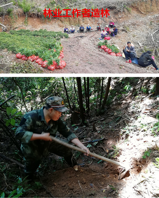 林业礼赞——世界最后一滴水将是人类的眼泪吗