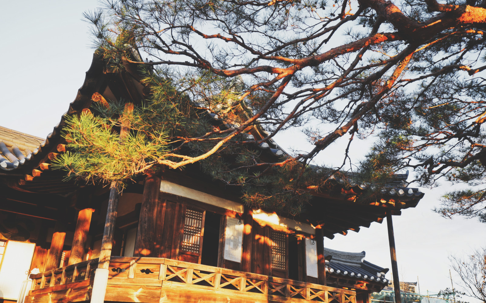 哇,人参随便挖!韩国还能这么玩