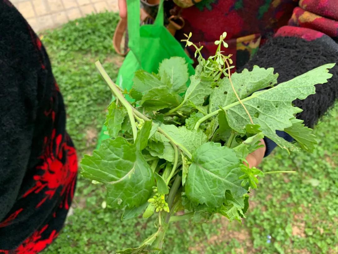 南京城市野菜猎人实录