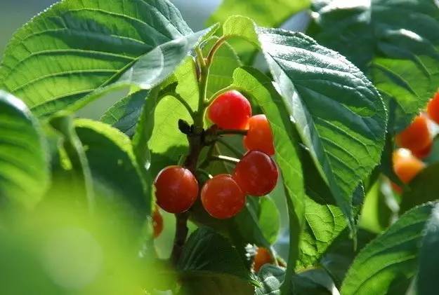 西安2023樱桃采摘园附近,西安樱桃采摘园地图