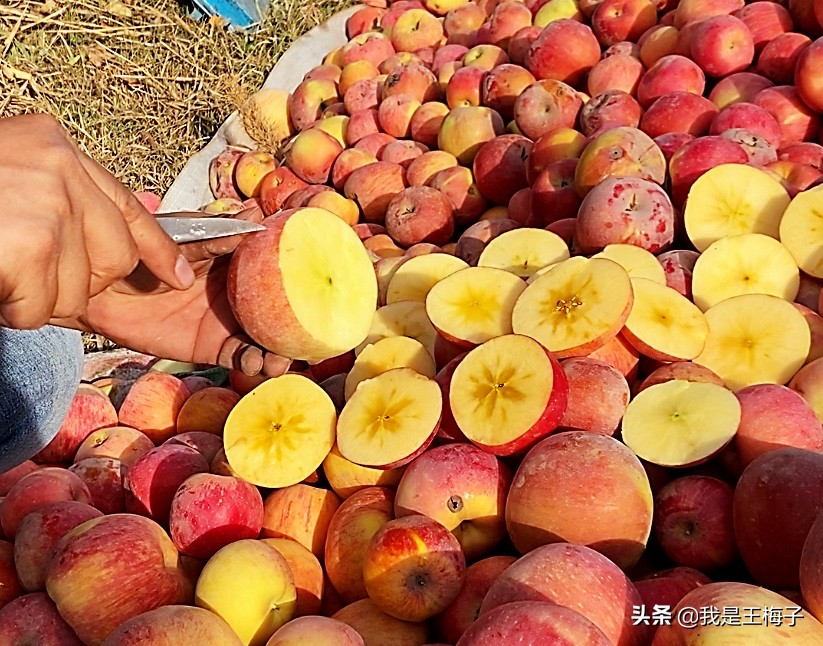新疆什么品种的苹果最好吃,苹果的祖先在哪里
