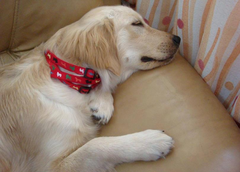 金毛老了后腿站不稳怎么办,金毛有白眉毛是老了吗