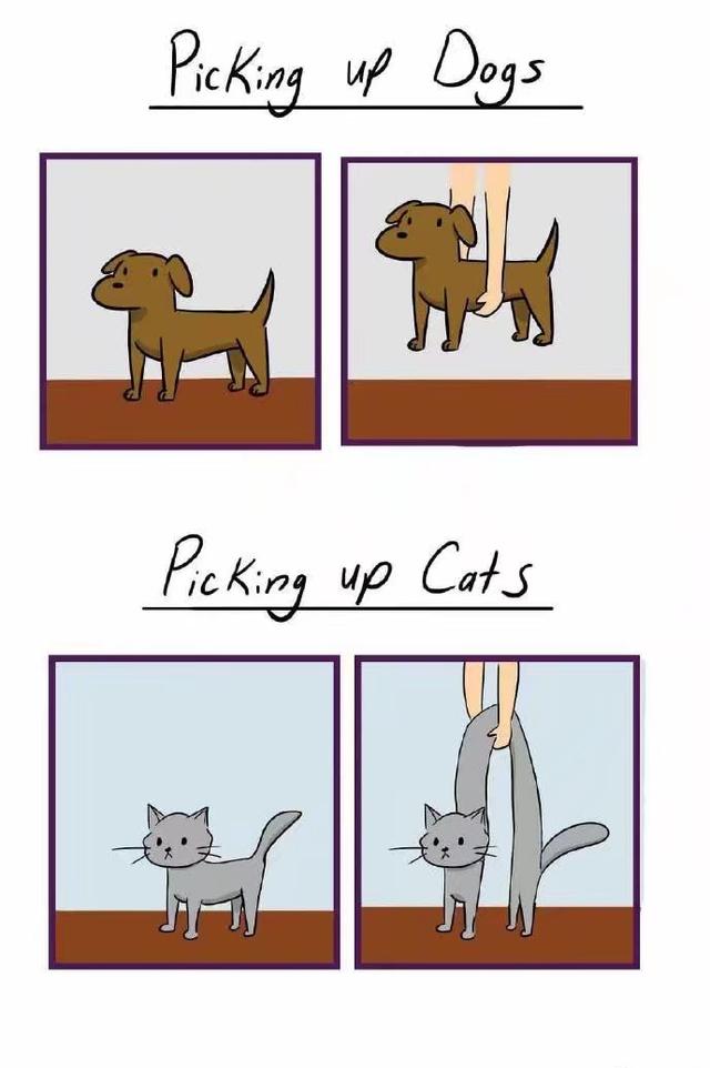 所有猫咪都是液体么,猫咪是一种特殊的液体你知道吗