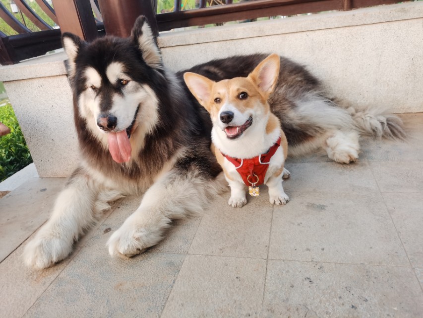 新手养狗指南养狗必备的13件用品,新手铲屎官养狗推荐