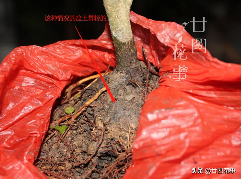 养了十来年的米兰花,养了十年的米兰枝繁叶茂