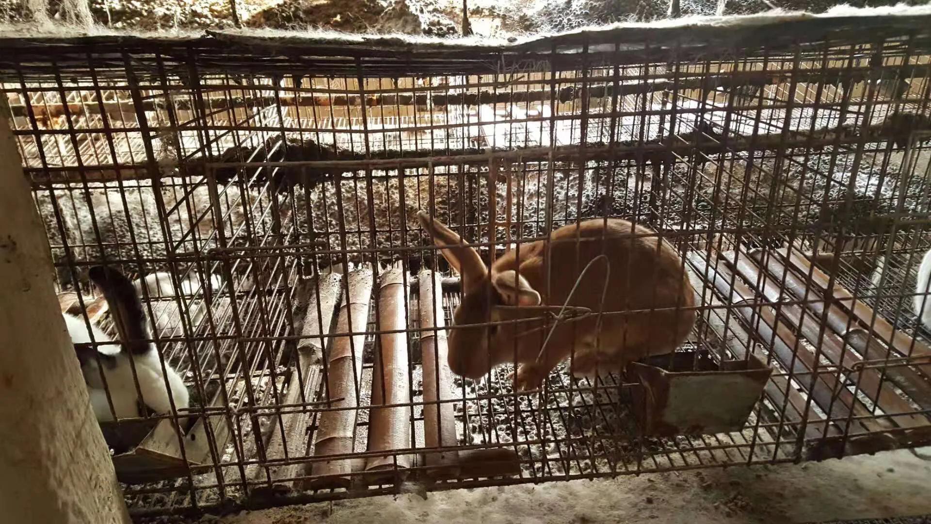 母兔养殖笼自制,如何改造兔笼