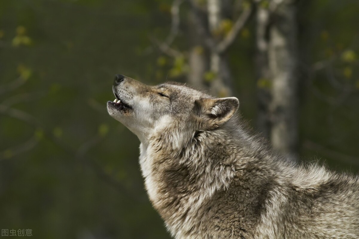 动物和人的故事——蜻蜓、苍狼、猛犸、狐獴、老鼠和猪