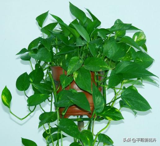 鐜嬪ぇ濡堝吇缁胯悵缁忛獙,鍚村ぇ濡堝吇缁胯悵鏂规硶