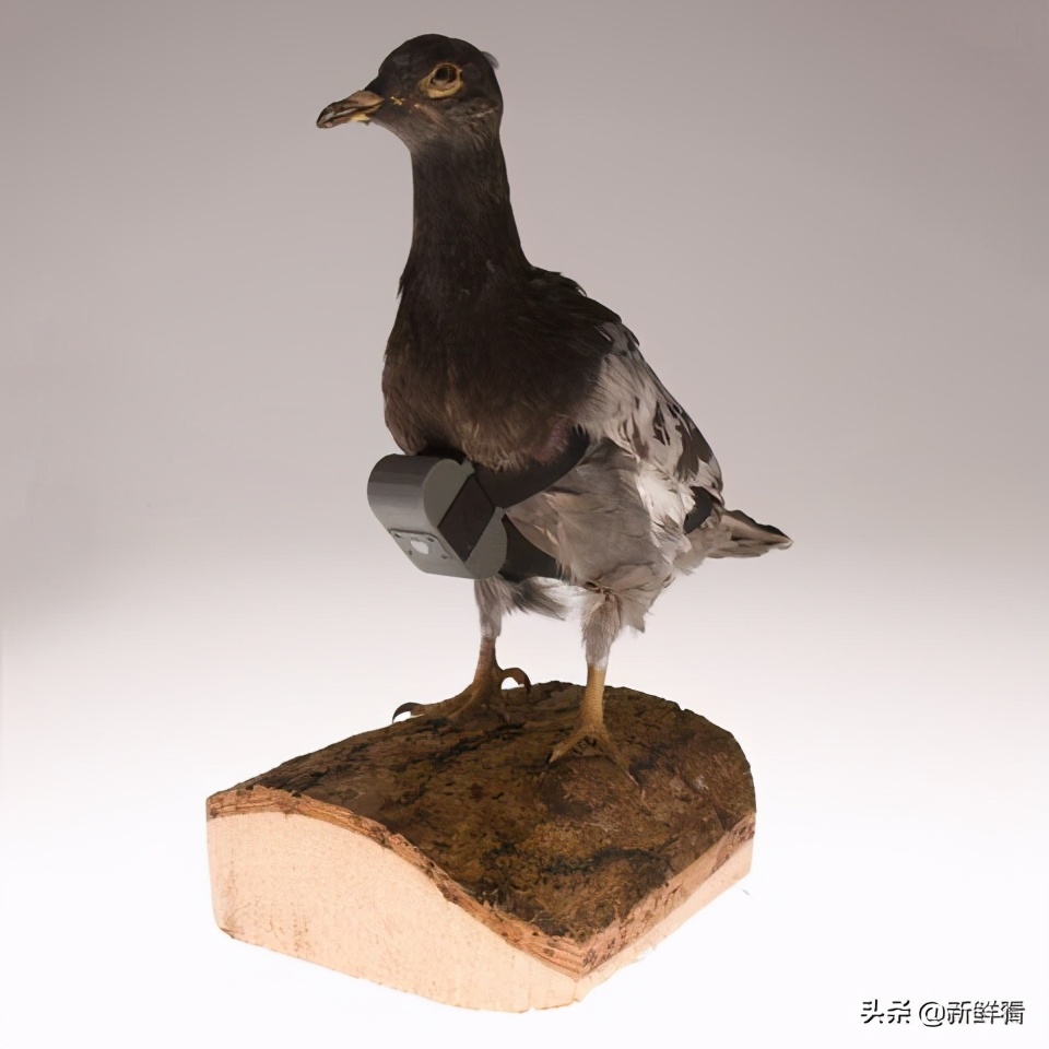 1974年美国如何用“蜻蜓”*听窃**，中情局CIA间谍器材解密