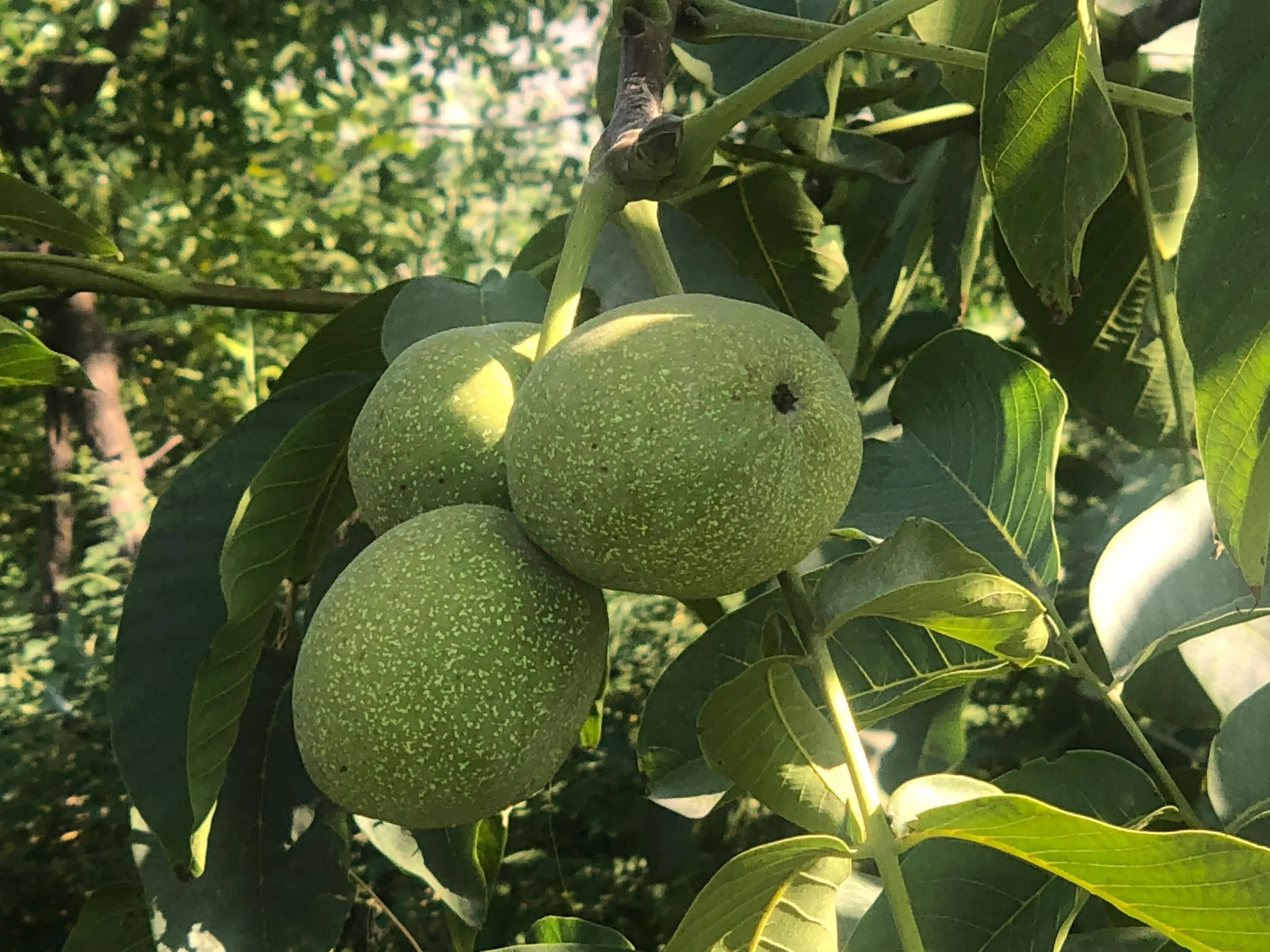 核桃树象征意义多子多福,核桃树红色代表什么