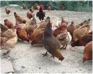 入围企业|安徽牧润农业科技有限公司