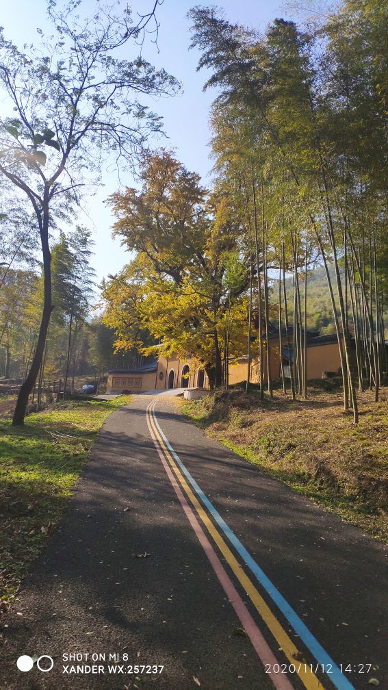 宜兴竹海十一月金色素材图片