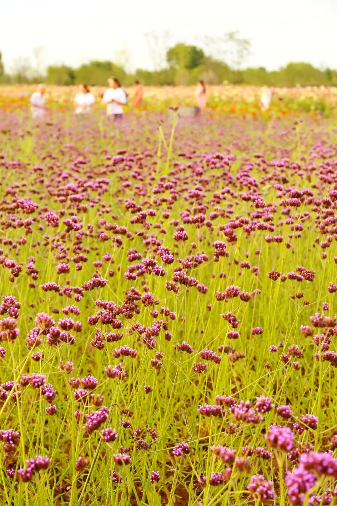 杜邑国家遗址公园,杜邑遗址公园和杜陵遗址公园